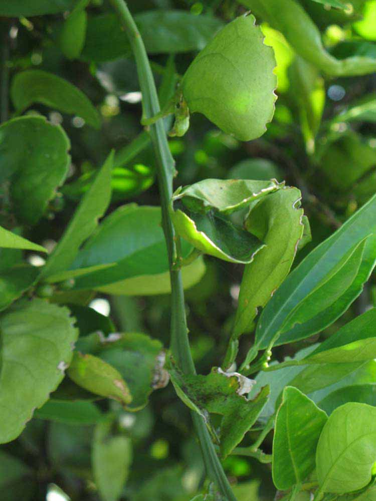            First year twig (Winter Haven, FL)   